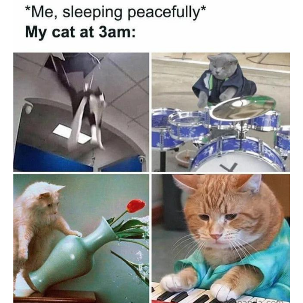 frommer_ma74176's tweet photo. Cat meme 
#funny #cat https://t.co/uPapu6jO9a