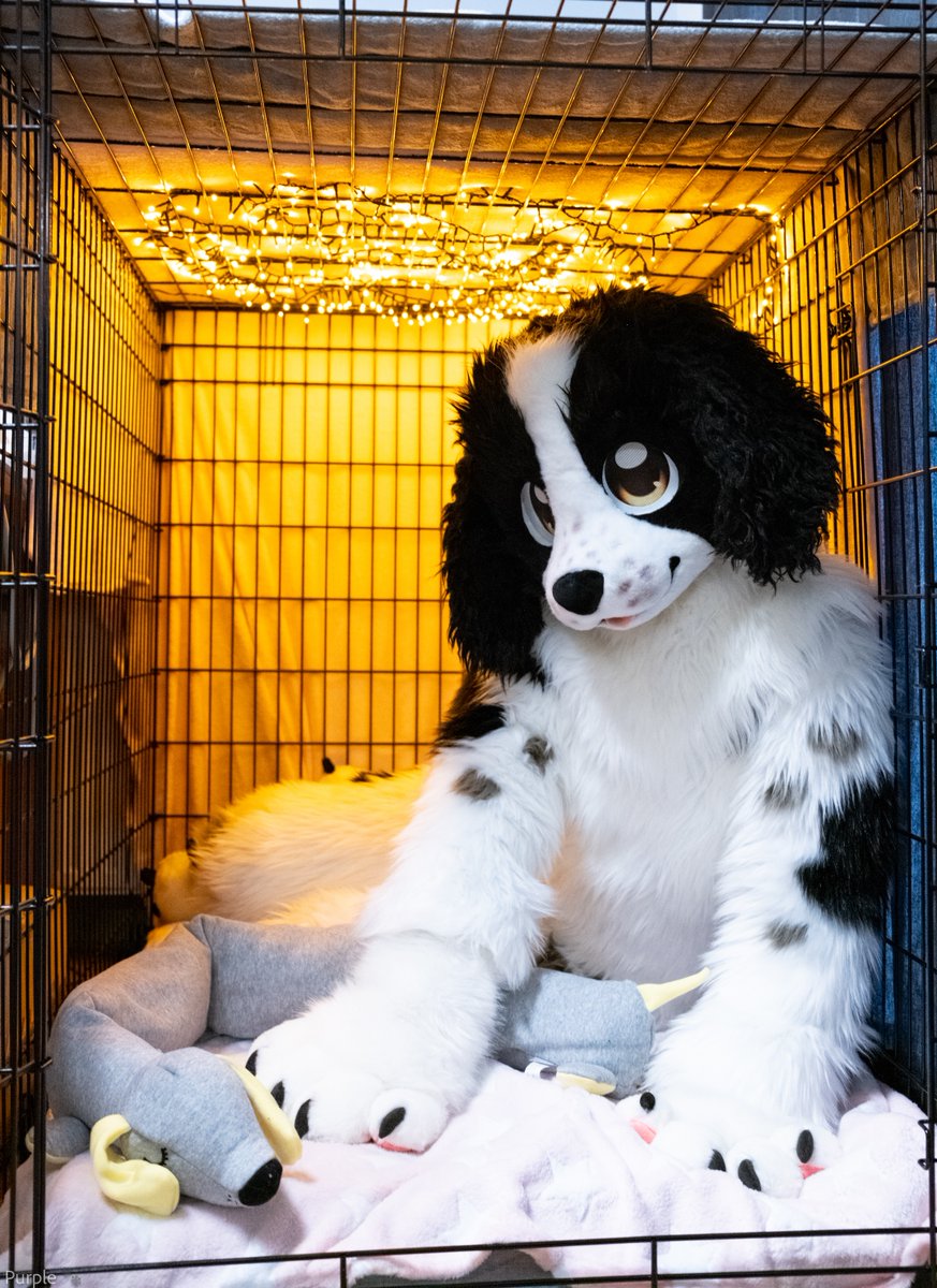 Come and join me in my crate 💕🐕

(Suit by <a href="/fishmimi_/">Fishman</a> and <a href="/potato_parrot/">Potato Parrot fursuits 🔜TFF</a>)

#fursuitfriday #fursuit