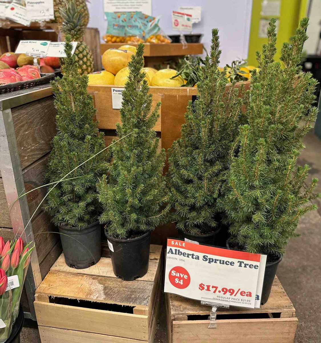 Alberta Spruce Trees are only $17.99 right now. Save $4! 🎄🎄🎄