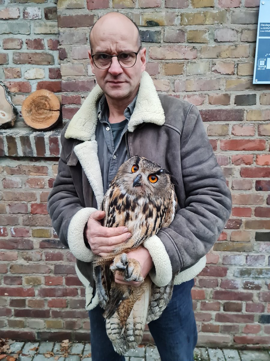 In mid-Sept, a farmer in Wachtberg - less than 15km from the CABS HQ in Bonn - found a shot #EagleOwl & reported it to us. 

A friend from @NABUBonn took the bird to the wild bird rescue centre in Rösrath (nr Cologne). 

Owl pulled through & was released back into the wild today!