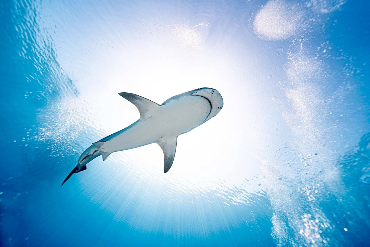 PotcakeNFT's tweet image. Let's highlight one of our artists! Dillon Roberts, aka Dilly Mon, is an incredible photographer. Give him a follow over on IG and tell him Potcake Rescue sent you.

instagram.com/dilly.mon

Check out more of our artists at PotcakeRescue.com