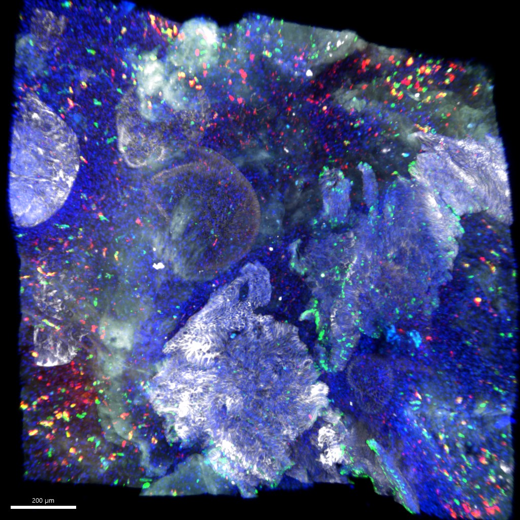 Munera lab tweet media