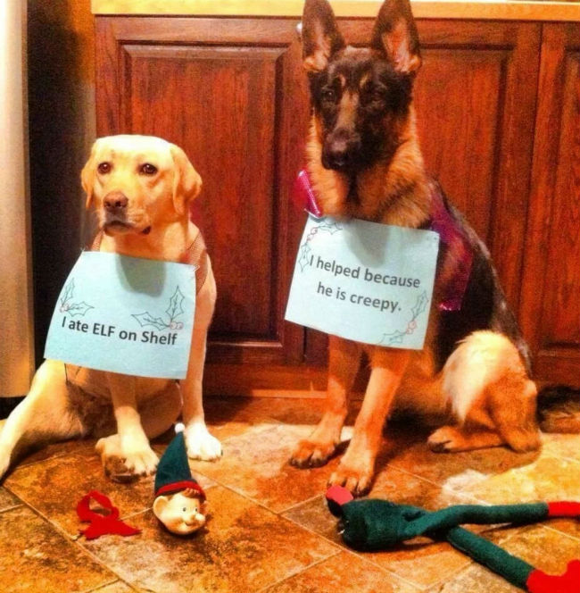 HealthySol4Pets's tweet photo. Elf on the Shelf 👍 or 👎?

Shop now for all your favorite Healthy Solutions for Pets products like our Calm Down calming aid, just in time for holiday festivities! 🎄❄️
https://t.co/JdFz60GcE9

Have a wonderful holiday weekend with your pet pals!🐾 https://t.co/G8HQkRyH6J
