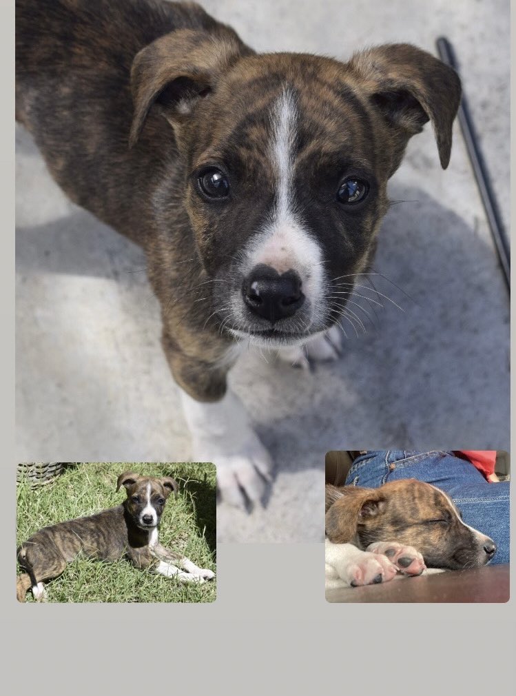 Mientras el primer bebé rescatado recibió la primera vacuna ya de encuentra listo para para que una familia se enamore recuerden que aún quedan tres espesando al menos tránsitorio al igual que su mamá. Si
Bien están a salvo lo ideal es que reciban el máximo de cuidados.
