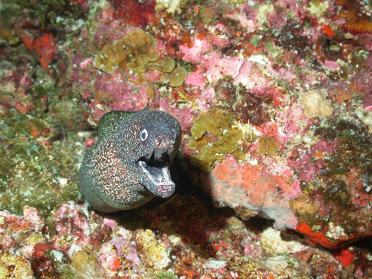 NOAACoral's tweet photo. Us: Remembering that #CoralWeek is over 😯❌🔚 vs.
Us: Remembering that on THIS page, every week is Coral Week! 😁🎉🪸
https://t.co/kjxw1Hzenk https://t.co/47vi8OI4kO