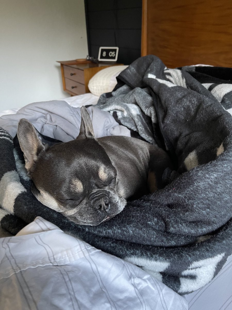 Margo’s morning ritual consists of waking up, coming to our bed and going back to bed for another hour. Everyday like clockwork.