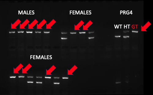 tanninschmidt's tweet photo. Never been so happy to see a gel! After 3+ years of backcrossing, we almost lost our #PRG4 deficient GeneTrap (GT) mouse line; who knew #PRG4 deficiency would affect survival probability?! (More on that later). Relieved to have 5+ M and F again to get things back up and running. https://t.co/8t8DWPl5TB