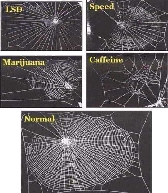 In 1995, a group of scientists conducted a study on the effects of various drugs on spiders, specifically focusing on the way they weave their webs. This research aimed to explore the impact of psychoactive substances on the behavior and motor skills of these arachnids

The