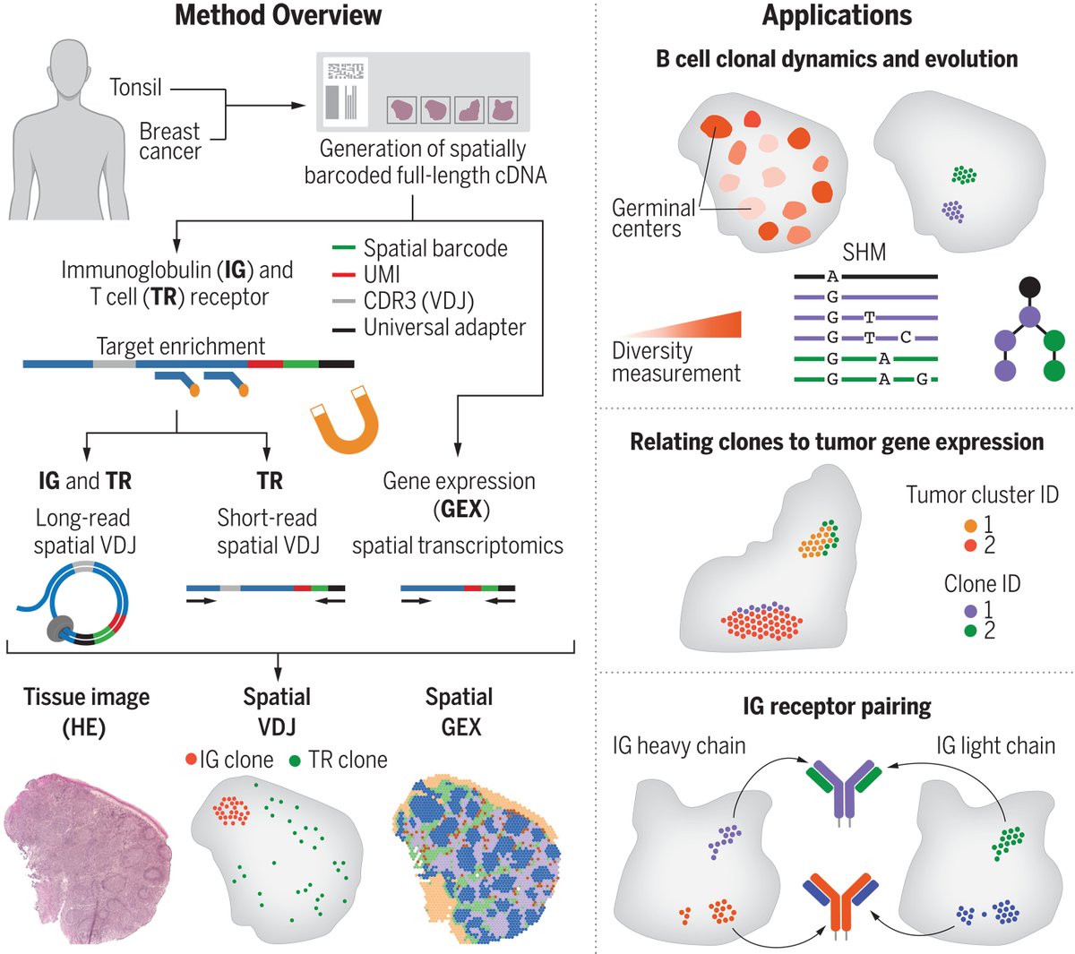 Seth Thomas Scanlon (@immunoeditor) on Twitter photo In <a href="/ScienceMagazine/">Science Magazine</a>, <a href="/camillaengblom/">Camilla Engblom</a>, <a href="/thrane_kim/">Kim Thrane</a>, <a href="/Qirongliiin/">Qirong Lin</a>, <a href="/joalunatkthse/">Joakim Lundeberg</a>, <a href="/FrisenJonas/">Jonas Frisén</a>, @Jeff_Mold, & al. develop Spatial VDJ to spatially annotate full-length #immunoglobulin & #TCR transcripts in frozen human #TissueSections!
bit.ly/Sci_adf8486 In <a href="/ScienceMagazine/">Science Magazine</a>, <a href="/camillaengblom/">Camilla Engblom</a>, <a href="/thrane_kim/">Kim Thrane</a>, <a href="/Qirongliiin/">Qirong Lin</a>, <a href="/joalunatkthse/">Joakim Lundeberg</a>, <a href="/FrisenJonas/">Jonas Frisén</a>, @Jeff_Mold, & al. develop Spatial VDJ to spatially annotate full-length #immunoglobulin & #TCR transcripts in frozen human #TissueSections!
bit.ly/Sci_adf8486