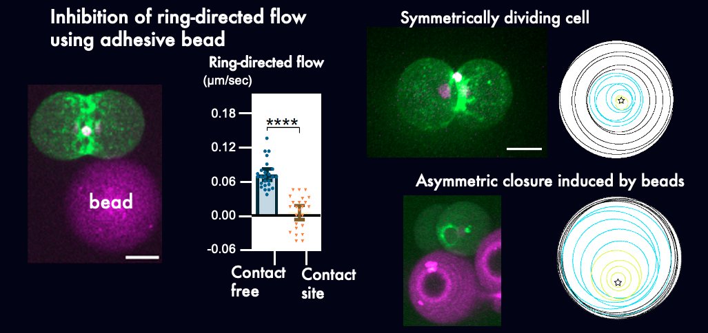 sugi05's tweet photo. We found that at the lagging edge, ring-directed flow is inhibited due to cortical compression. We also found that artificial inhibition of ring-directed flow using adhesive beads is sufficient to induce asymmetric ring closure in symmetrically dividing cells. (5/8) https://t.co/fgcTlFhD2T