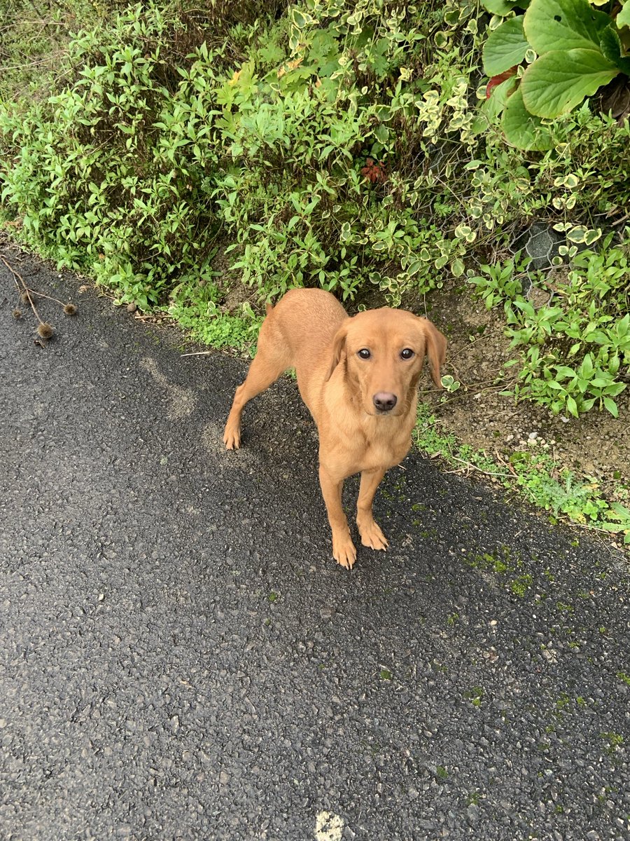 Steve James Butchery (@stevejbutchery) on Twitter photo <a href="/wrexham/">Wrexham.com</a> lost our red fox Labrador tonight Coedpoeth, Nant mill area if seen please let me know, thanks <a href="/wrexham/">Wrexham.com</a> lost our red fox Labrador tonight Coedpoeth, Nant mill area if seen please let me know, thanks