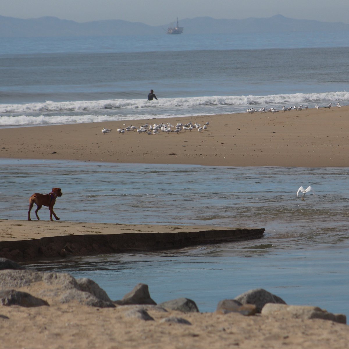 Orange County Coastkeeper tweet media