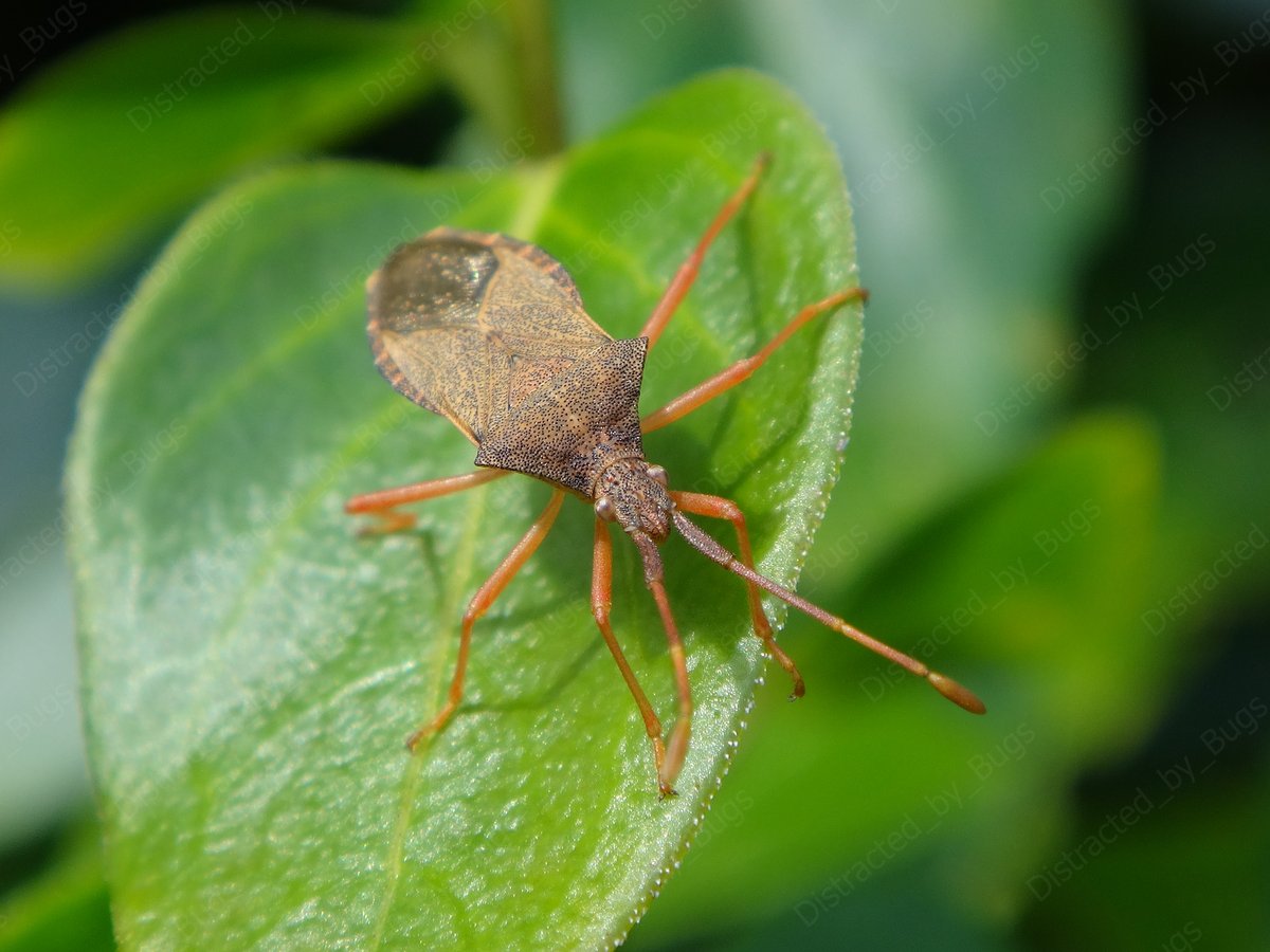 by_bugs's tweet photo. Box bugs overwinter as adults. They look a bit like little reddish-brown leaves and hang out on various trees and shrubs.
#bug #truebug #boxbug #gonocerusacuteangulatus #handsomebug #bugonaleaf #autumn #nature #wildifephotography #naturephotography #photography #photo #visualart https://t.co/7OiVmWBMm2