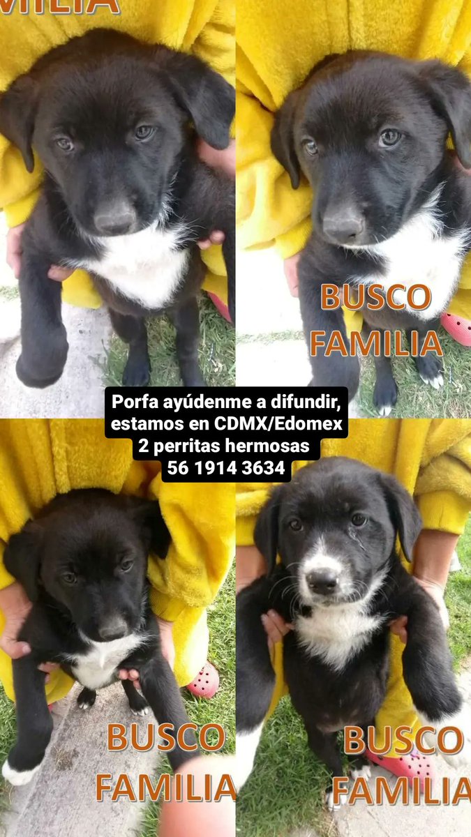 Macarena Montés tweet media