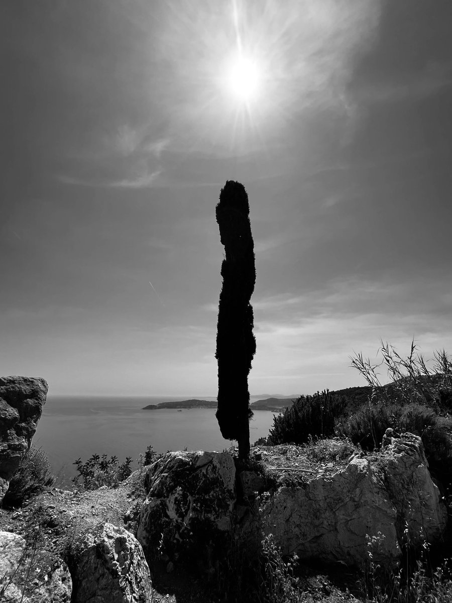 #photography #blackandwhite #capdail #france #sea #coast #sun #tree