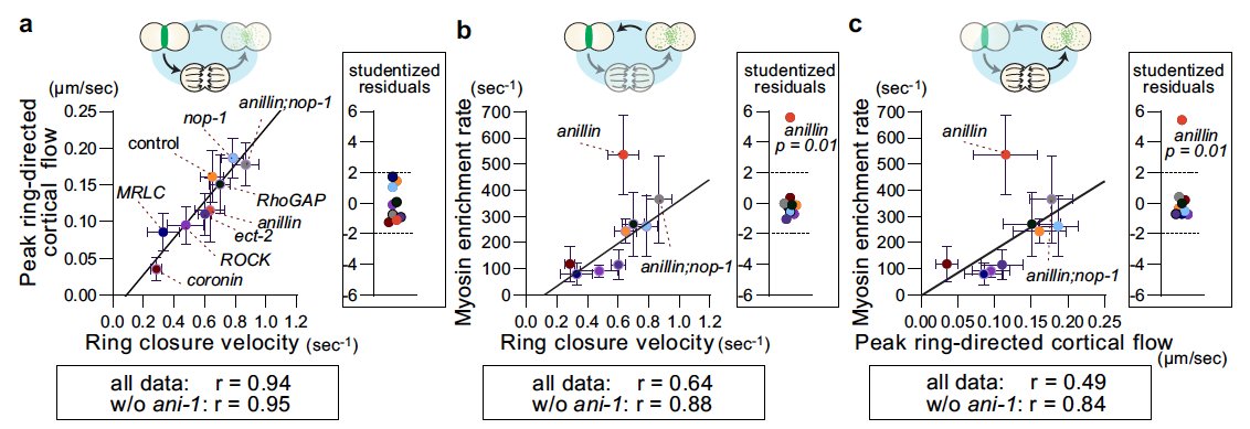sugi05's tweet photo. Lastly, we found that anillin is required for this mechanosensation and that anillin is required for the maintenance of this positive feedback loop. How? We don't know at this point. (7/8) https://t.co/s55tG6wfjv