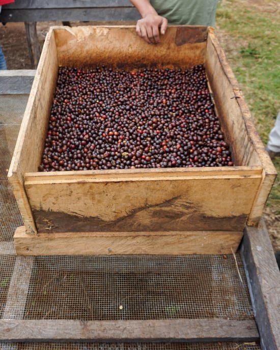 WhitneyCoffeeCo's tweet photo. New Coffee Alert!

Tanzanian Peaberry 

Farm: Itumbi
Process: washed
Variety: Blue Mountain, Bourbon, 
               Kilimanjaro &amp; Luwiro. 
Elevation: 1500-1700 masl

The cup: Cocoa, almond and cooked cranberry flavors. Citric. https://t.co/83Z0oHz3dr
