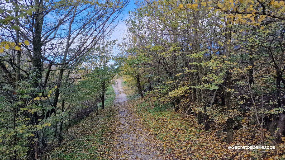 Secretoillescas's tweet photo. Otoño Mágico con Niebla

#FelizMiercoles #RutasIllescas
#Illescas #Otoño 
#Noviembre #hojasdeotoño 
#Campos #nature 
#respirar  #rutasconencanto  
#senderismo #Caminar  
#Paisaje #Fauna
#fotografiapaisaje 
#Naturaleza #Relax 
#desconexion #Toledo
 #Estoes_CastillaLaMancha https://t.co/k7vMxBaYnO
