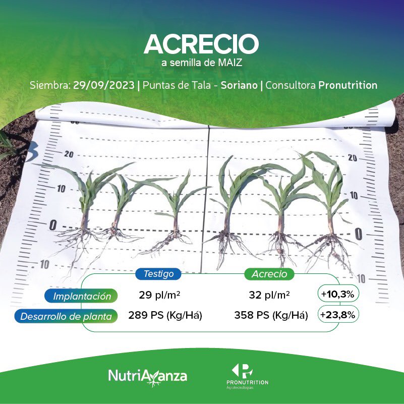 nutriavanza's tweet photo. Mediciones a campo de @Pro_NutritionAg en ensayo de fajas comerciales con el bioestimulante #Acrecio🇫🇷 a #semilla de #Maiz🌽🌽

✅ Más vigor
✅ Mejor implantación 
✅ Más desarrollo de planta

#DeSangosse🇫🇷
#Nutriavanza @agroterrauy 🇺🇾 https://t.co/30yT3jEnCj