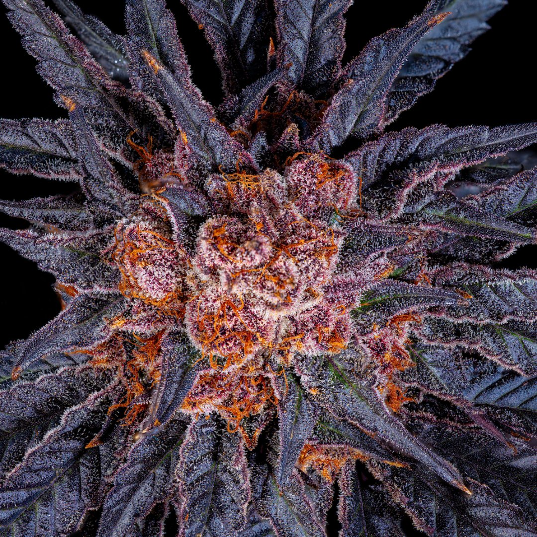 MelloCannabis's tweet photo. The Grape Gastby 🍇 A true purple beauty! 

#MelloFarms #MelloCannabis #StayMello #FindYourMello #Mello #MelloAromaProfile https://t.co/2NajFjrCwg