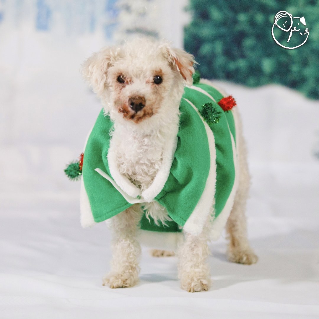 ADOPT Lucky Bobby 🎄 Poodle mix | male | approx. 15 y/o
peaceofminddogrescue.org/dog.php?id=3361
Lucky Bobby fits right into the holiday season. 🎄 He is a very sweet and gentle soul who loves to stay close to you, burrow himself into warm blankets or into your warms, and go on car rides.