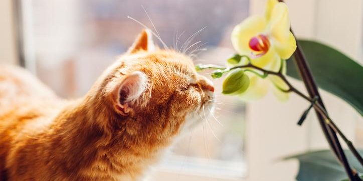 Comenzamos nuestro programa de esta noche hablando de un tema actual e interesante: Plantas, animales y medicina moderna.