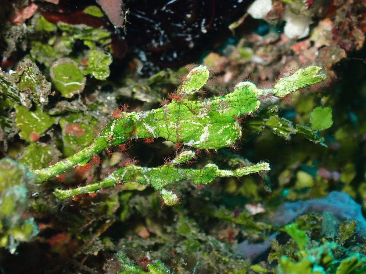 Aaaahhhhhh! #halimedaghostpipefish!! Aaahhhhhhhhhh!!!! Look at it!!!!! Love, love, love! #ghostpipefish #timorleste #teamfish