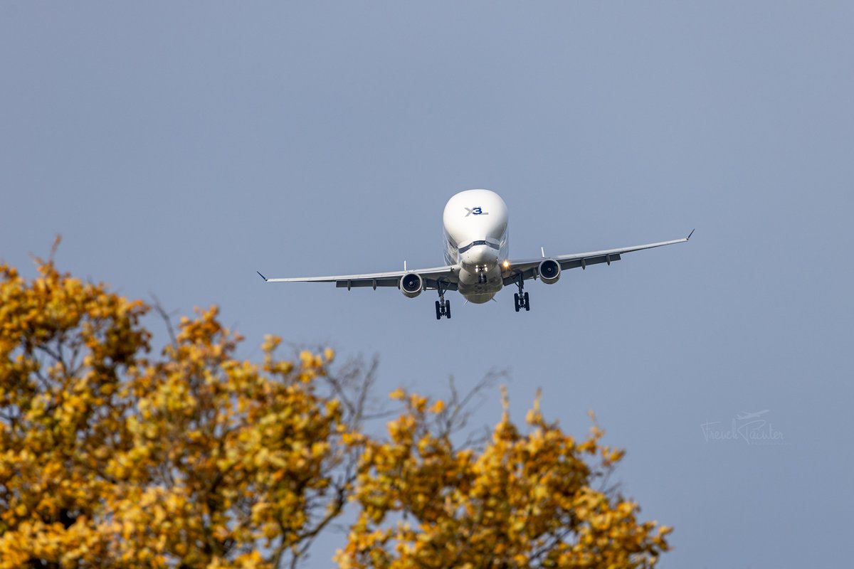 Frenchpainter's tweet image. Look behind the tree, a whale is coming! 🐋#BelugaXL