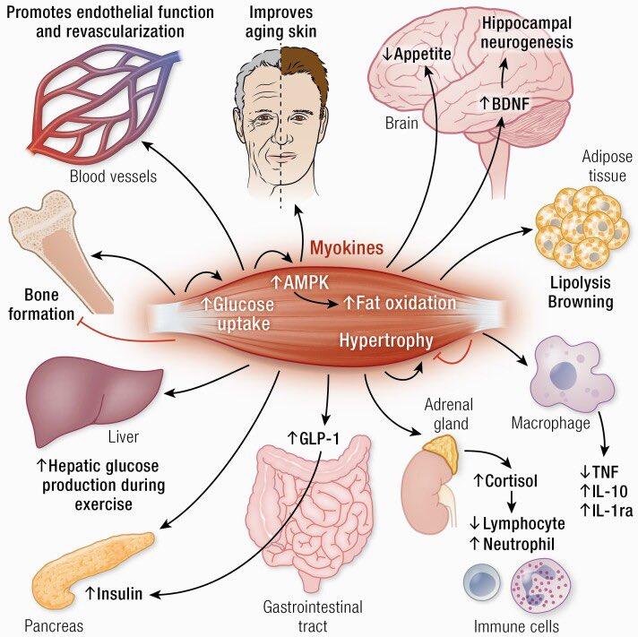 “Muscle-Organ” Crosstalk

Myokines👉released by muscle fibres in response to exercise training

Myokines mediate communication btw muscle and other organs including brain, adipose tissue, bone, liver, gut, pancreas, vascular bed, skin

#myokine #muscle 

europepmc.org/article/pmc/pm…