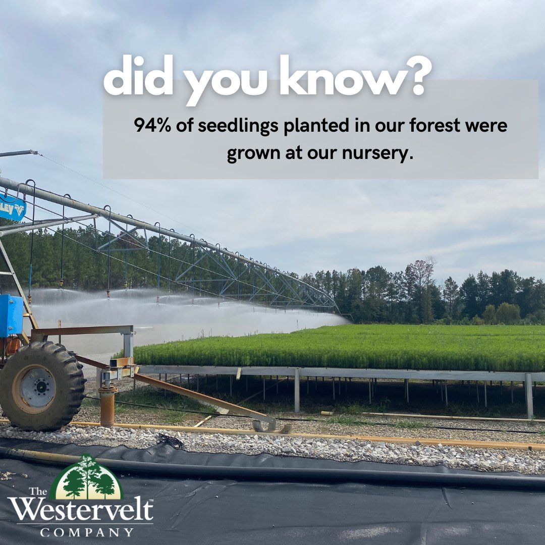 thewesterveltco's tweet photo. 7.3 million Loblolly and 50,000 Longleaf seedlings, to be exact!

#ForestryFriday #WeAreWestervelt https://t.co/GylvTFwYVJ