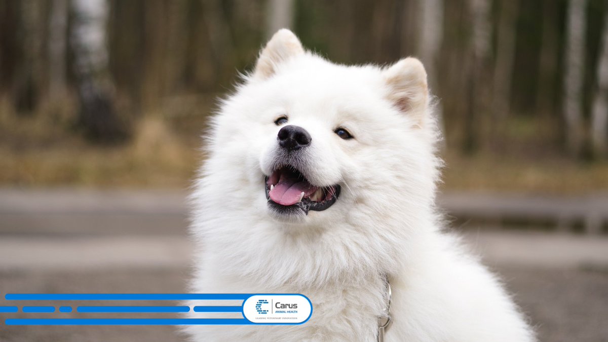 carus_ah's tweet photo. Our team is dedicated to developing innovative diagnostic solutions that deliver faster, more reliable results to #veterinary professionals.
Learn more here🔗
https://t.co/6roTFcgQ3O

#Animalhealth #Innovation https://t.co/PafnvWsbwt