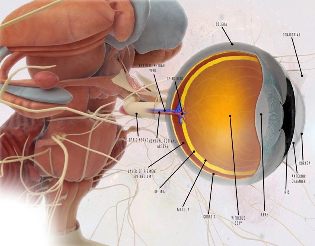 OGdukeneurosurg's tweet photo. How the eye connects to brainstem. (Is that eye to scale or does the artist just love eyes?). #DigitalJab https://t.co/2Tu2jfkIUB