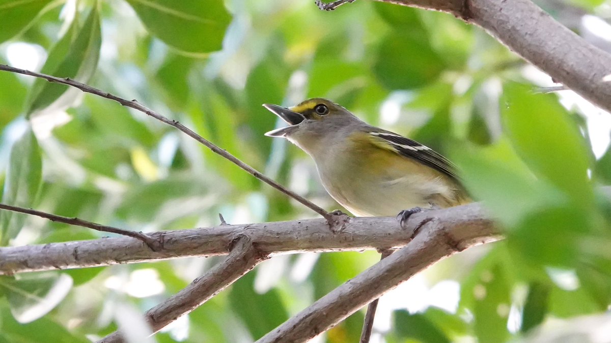 FlKeys_Birding's tweet photo. My white eyed vireo friend who has been serenading me daily since fall migration🎶🎵🎼  #birding #birds #birdmigration #fallmigration #wildlifephotography #birdphotography #nature #birdwatching #wildlife #bird #naturephotography #birders #birdstagram #birdlife #photography https://t.co/fsrG9W1GEL