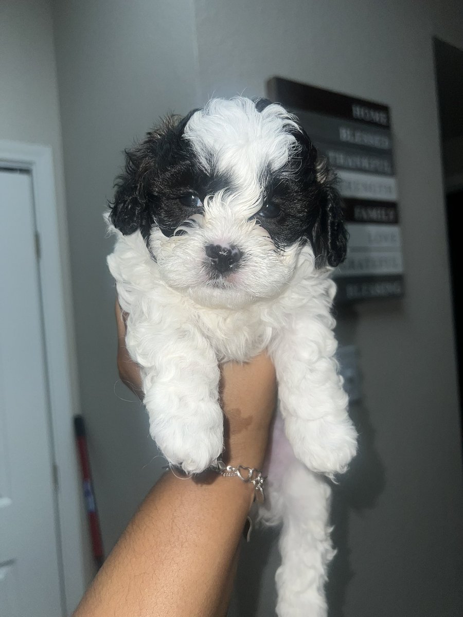 Shih Poo’s for sale! 6 weeks next Wednesday. 🐶 DM me if interested, serious inquiries only! 🏷️