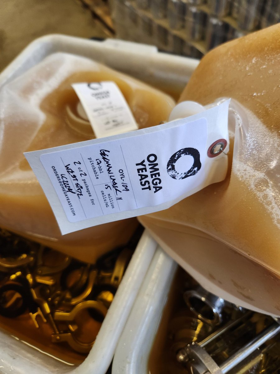 Fresh lager yeast today!