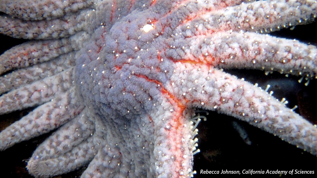California Academy of Sciences tweet media