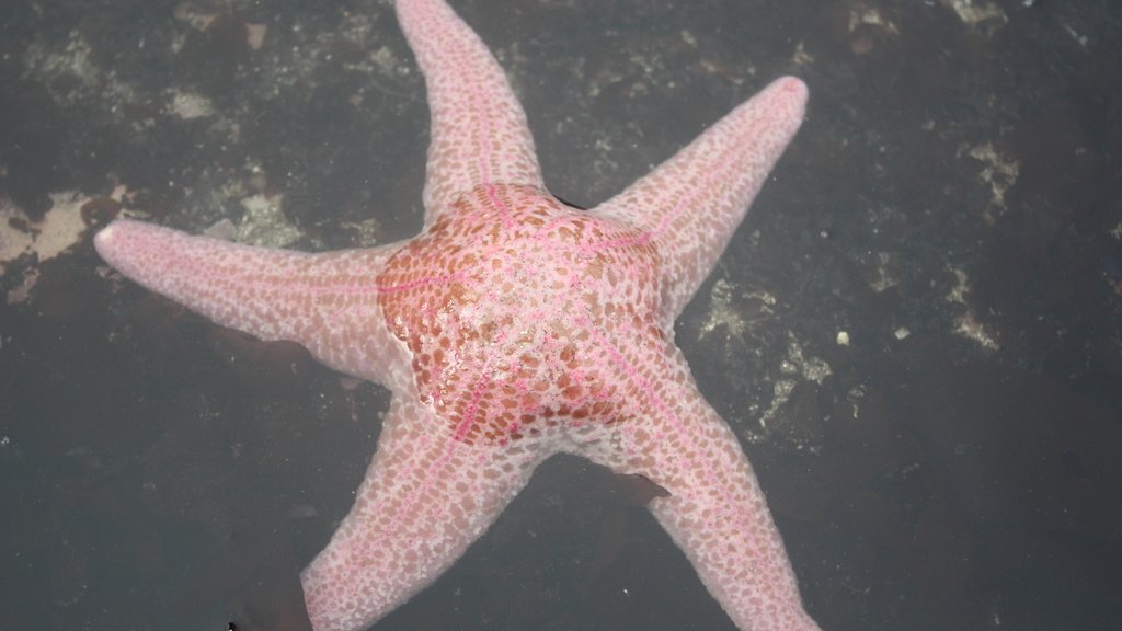 California Academy of Sciences tweet media