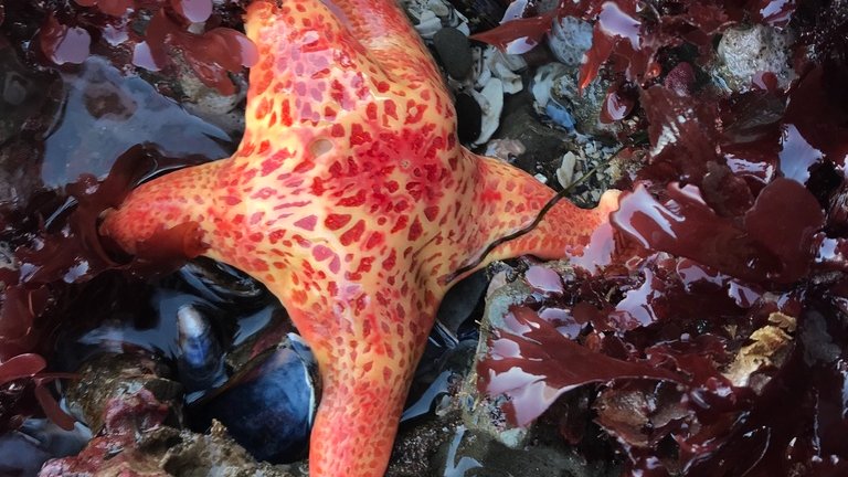 California Academy of Sciences tweet media