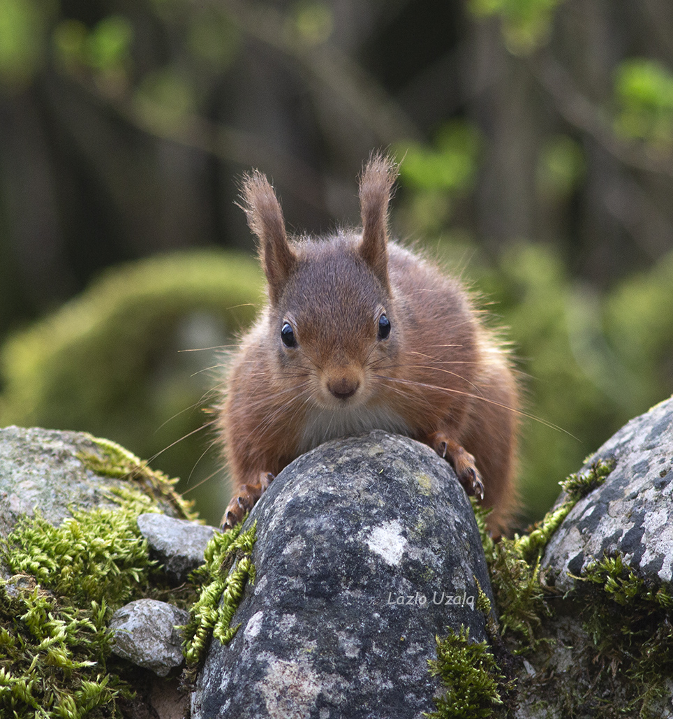 LazloUzala's tweet photo. Rutter Force @jako_Ivana @ThePhotoHour @peac4love  @HarmonyMindBody #RutterForce #redsquirrel #squirrel https://t.co/1g0jHlt8px