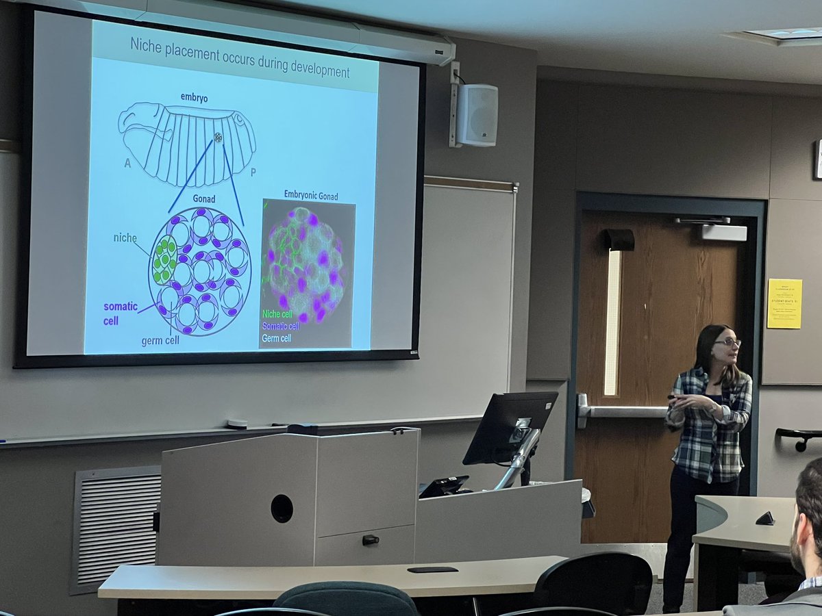 EspenLab's tweet image. Enjoying a great seminar from @AnlloLauren on the association between stem cells and their niche.  Outstanding faculty member in @ECU_Biology at @EastCarolina @ECUResearch @ECUBrodySOM
