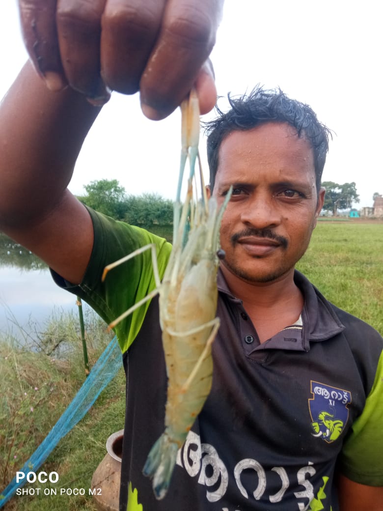 Sandeep14387416's tweet photo. Farmers are really getting benefits from fisheries by adopting new technologies in pond culture system. Species diversification plays an important role in maximizing the profit. Pic from Rasulpur block of Jajpur district @jajpurfish2023 @OdishaFisheries @RasulpurBdo https://t.co/rlBRtatF1T