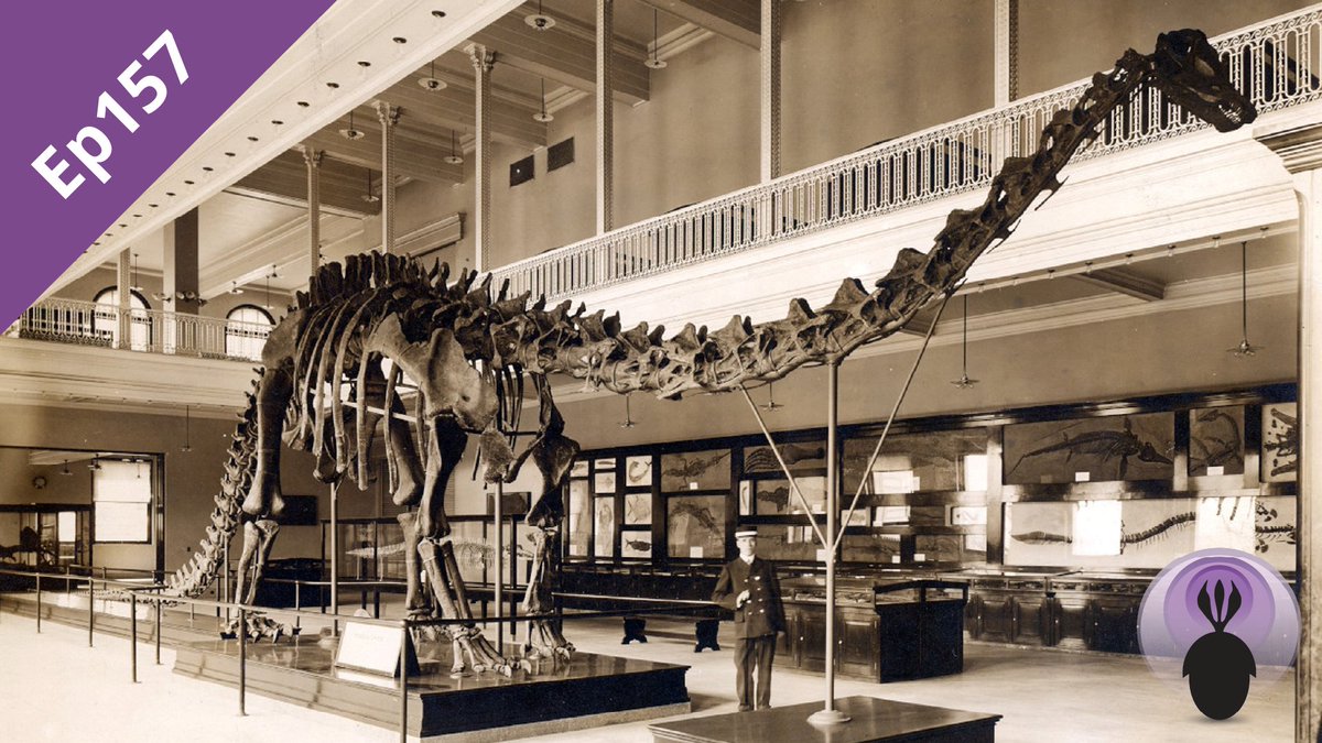 Ep157: The Carnegie Diplodocus palaeocast.com/carnegie-diplo… Dr Mike Taylor reconstructs the history of what is arguably the world's most famous dinosaur skeleton. #dinosaur #fossilfriday #podcast #paleontology #Jurassic #Diplodocus #paleo #palaeo