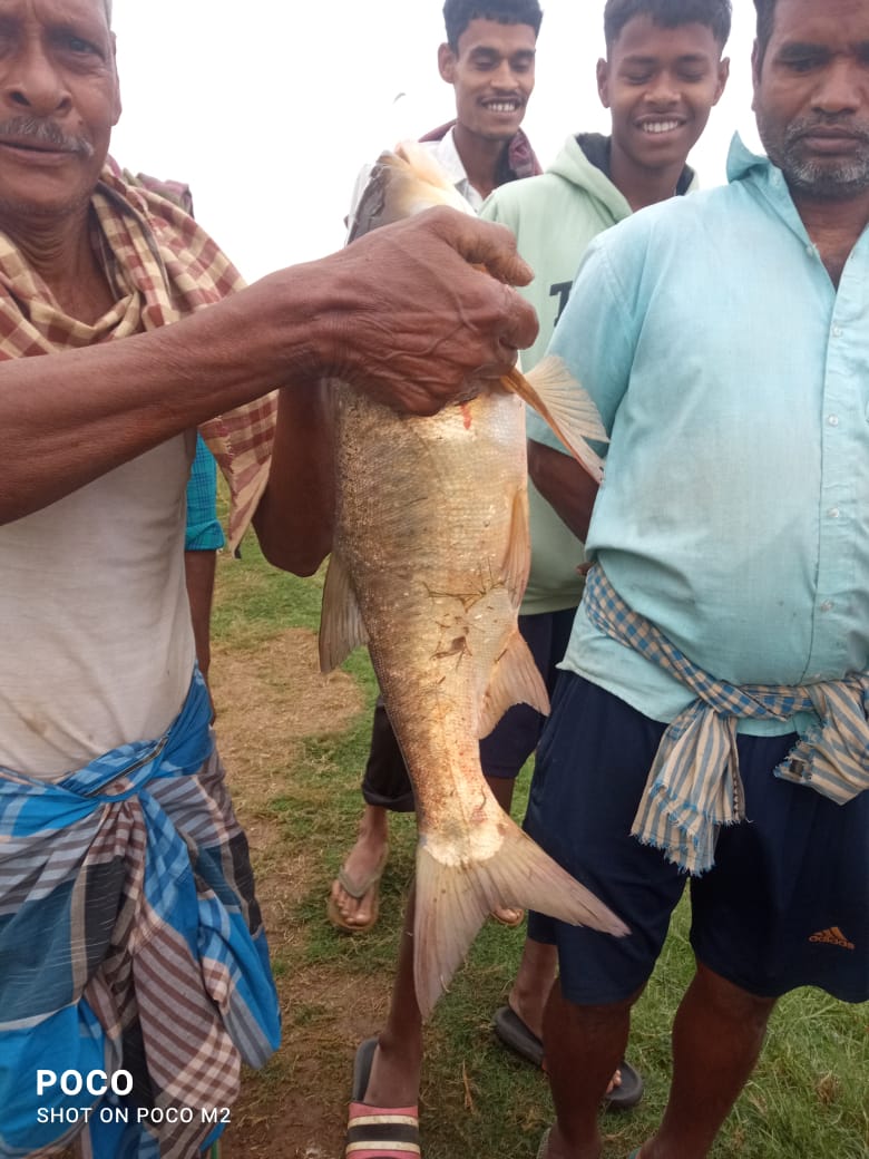 Sandeep14387416's tweet photo. Farmers are really getting benefits from fisheries by adopting new technologies in pond culture system. Species diversification plays an important role in maximizing the profit. Pic from Rasulpur block of Jajpur district @jajpurfish2023 @OdishaFisheries @RasulpurBdo https://t.co/rlBRtatF1T