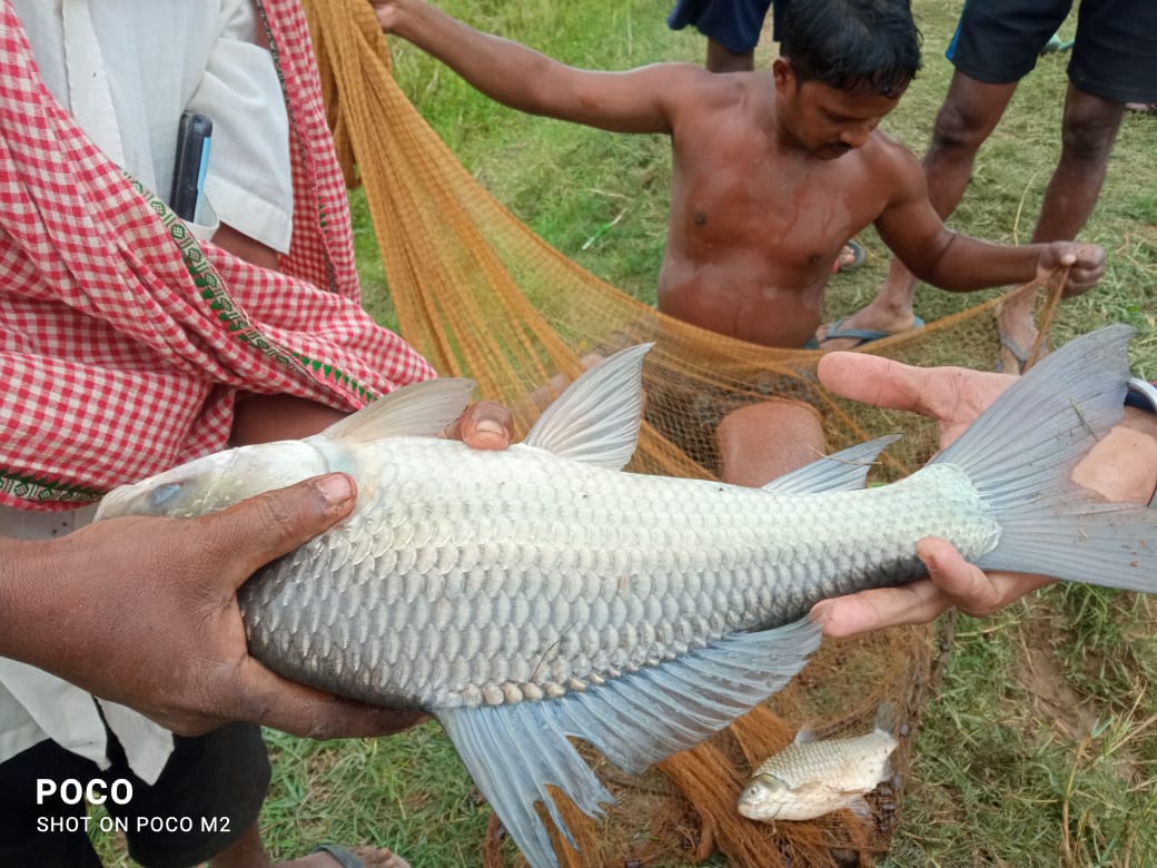 Sandeep14387416's tweet photo. Farmers are really getting benefits from fisheries by adopting new technologies in pond culture system. Species diversification plays an important role in maximizing the profit. Pic from Rasulpur block of Jajpur district @jajpurfish2023 @OdishaFisheries @RasulpurBdo https://t.co/rlBRtatF1T