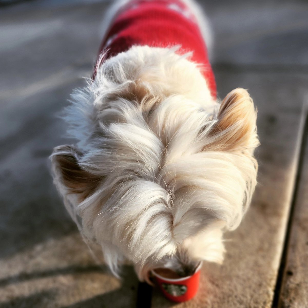 Had a <a href="/Starbucks/">Starbucks</a> date with this little lady today. 🎄🐶☕️🍦 #pupcup #christmas #Starbucks