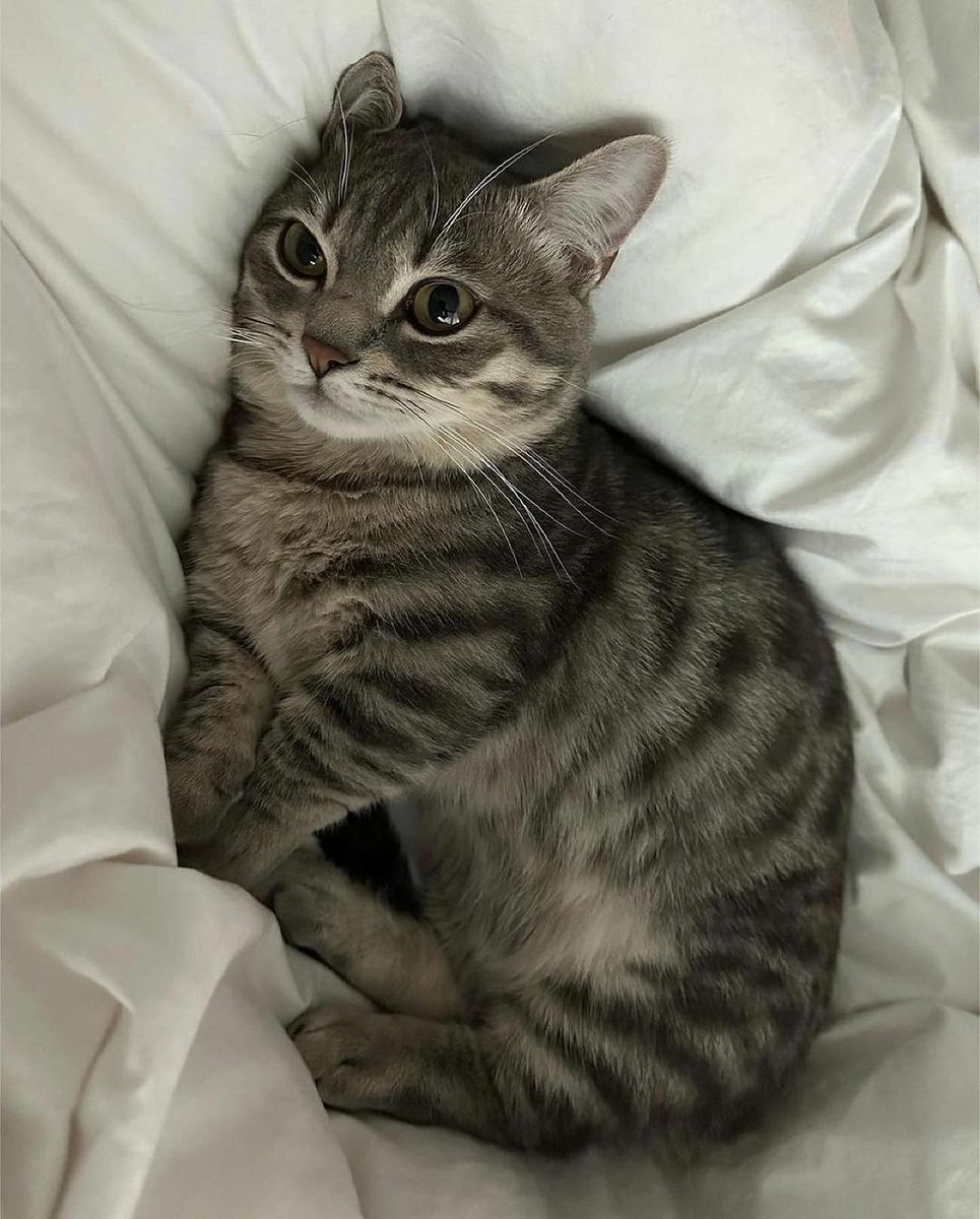 WeAssessCats's tweet photo. 🤍 https://t.co/oVNGtgwDZ0