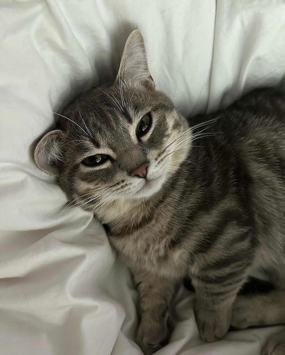 WeAssessCats's tweet photo. 🤍 https://t.co/oVNGtgwDZ0