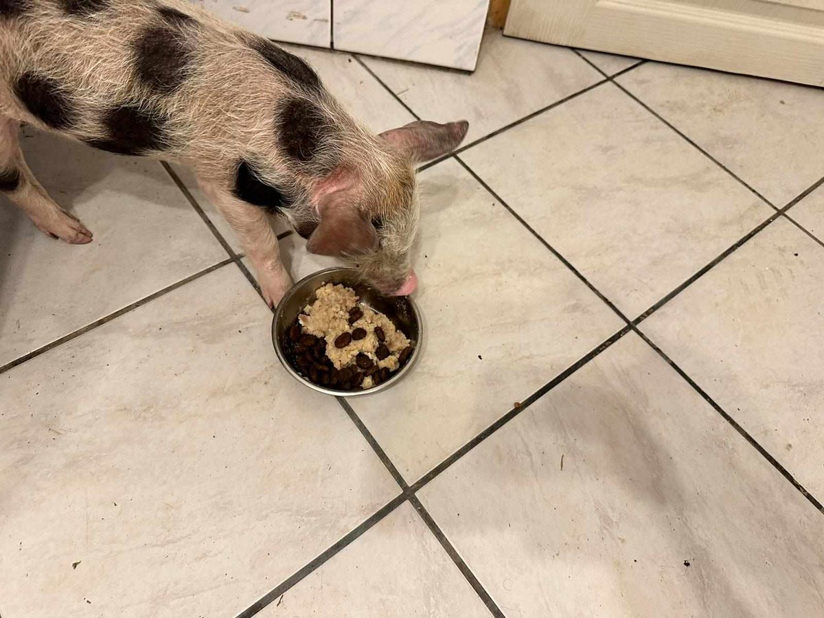 UPDATE on our gorgeous little piglet.
Now doing well
bid to save a stray