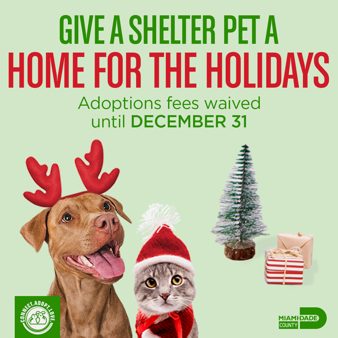 Give the gift of love! 🐶🐱❤️ This December, @AdoptMiamiPets is waiving adoption fees for pets over 4 months old. Adopt or foster a shelter pet from @AdoptMiamiPets and bring them 'Home for the Holidays!'