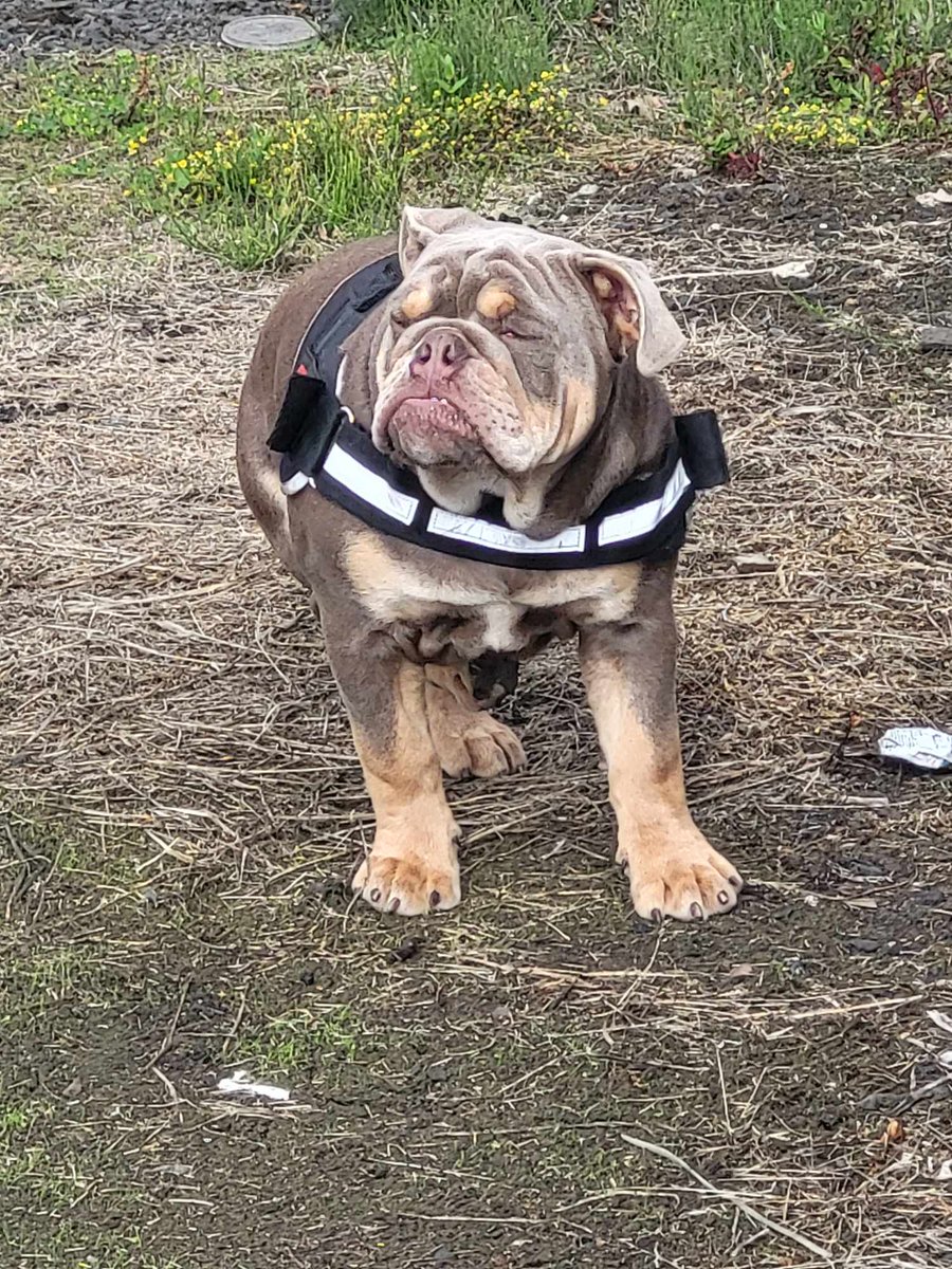 🏆 #Bulldog #Anipals #DogsOfX #DogsOfTwitter #Dogs #fyp